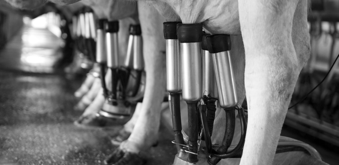 Milking dairy cows